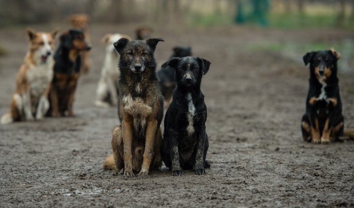 Госдума рассмотрит проект о праве на усыпление бездомных собак