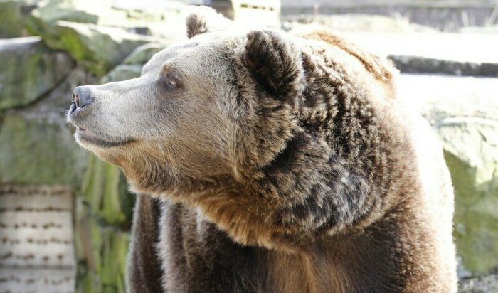 Медведь вышел к людям в поселке Байкал (Видео)