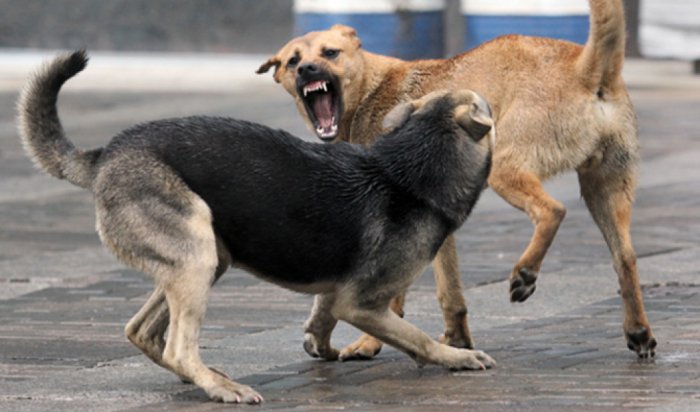 В Усолье-Сибирском мужчину насмерть загрызли собаки