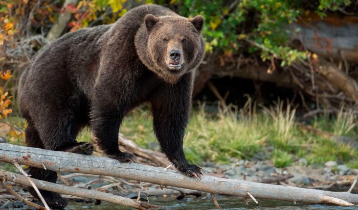 Несколько случаев выхода медведя к населенным пунктам зарегистрировали в Иркутской области