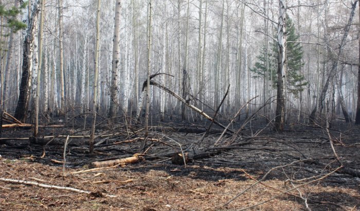 Два лесных пожара в Приангарье ликвидировано за минувшие сутки