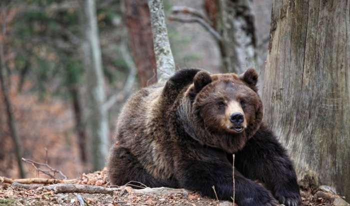 В Братском районе медведь вышел к людям