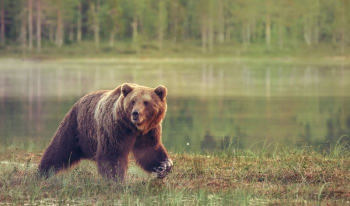 Медведь напал на сборщика черемши в селе Онот