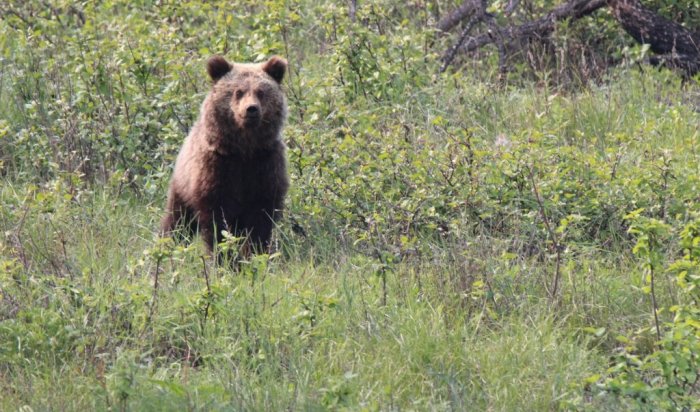 Молодой медведь бродит возле Листвянки