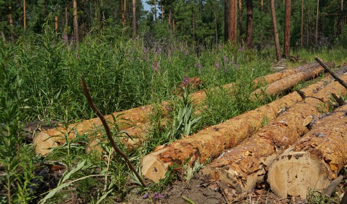 В Иркутской области вполовину сократился объем незаконно заготовленной древесины