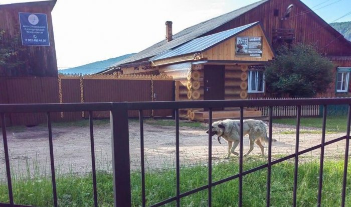 В Жигаловском районе собака с подозрением на бешенство покусала нескольких людей