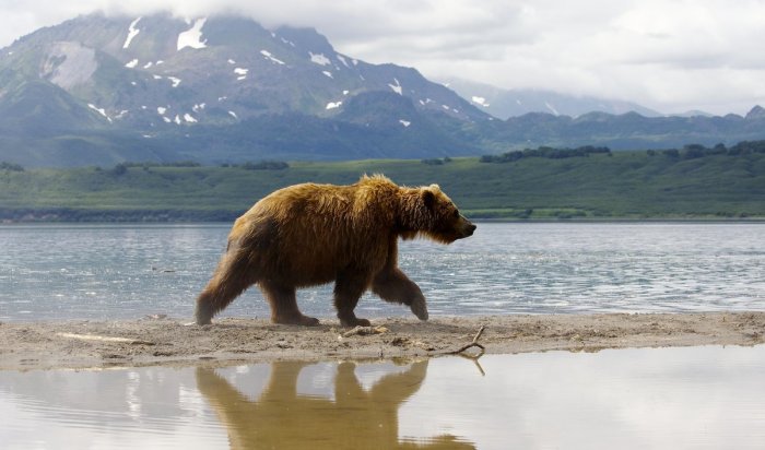 В Приангарье численность медведей превышает норму почти в два раза