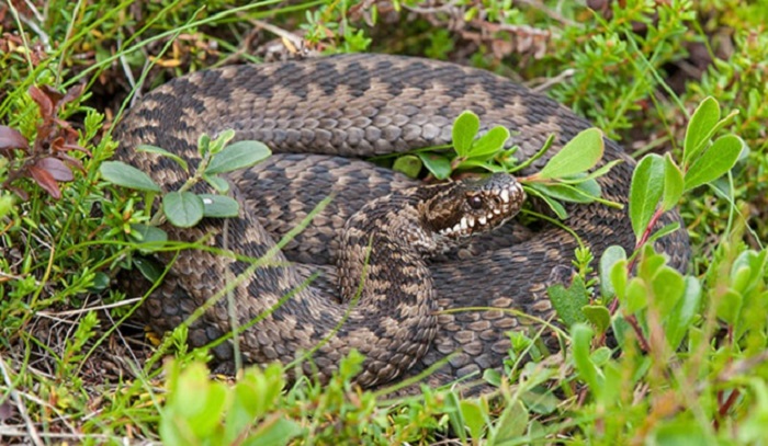 Туристов предупреждают о высокой активности ядовитых змей в заказнике «Иркутном»