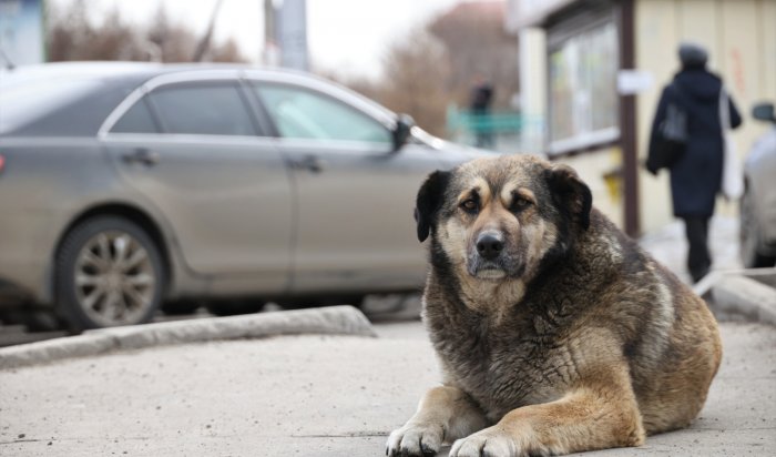 В Иркутской области объявлен конкурс грантов на создание приютов для животных