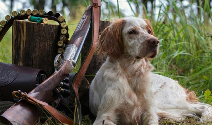 5 августа в Приангарье открывается охота на дичь с подружейными собаками