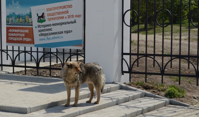 В Россию перестанут поставлять импортные вакцины от бешенства для собак