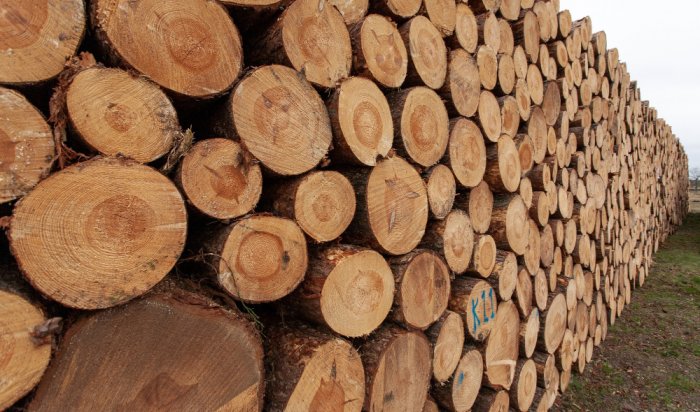 Двое иркутян получили сроки за контрабанду леса на 100 млн рублей
