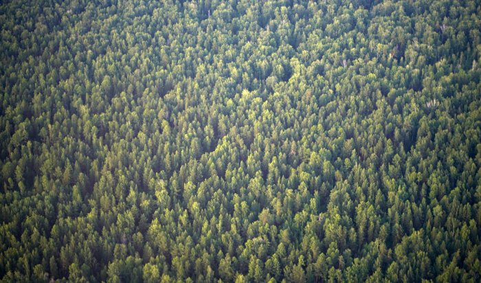 В 2023 году общая площадь лесных пожаров в Приангарье сократилась в 16 раз