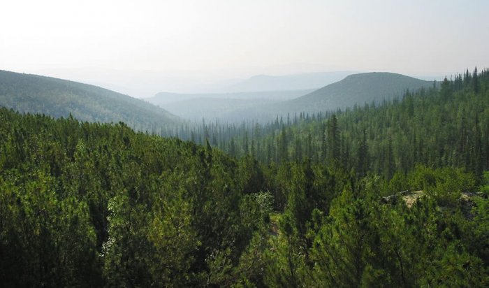 Иркутскую область признали самым лесным регионом России