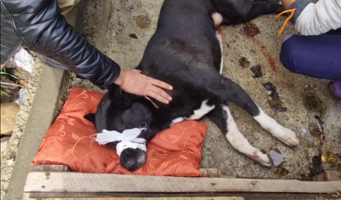 Неизвестные зарезали собаку в Иркутске
