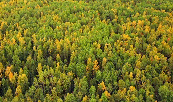 В Иркутской области пожароопасный сезон закрыт в большинстве лесничеств