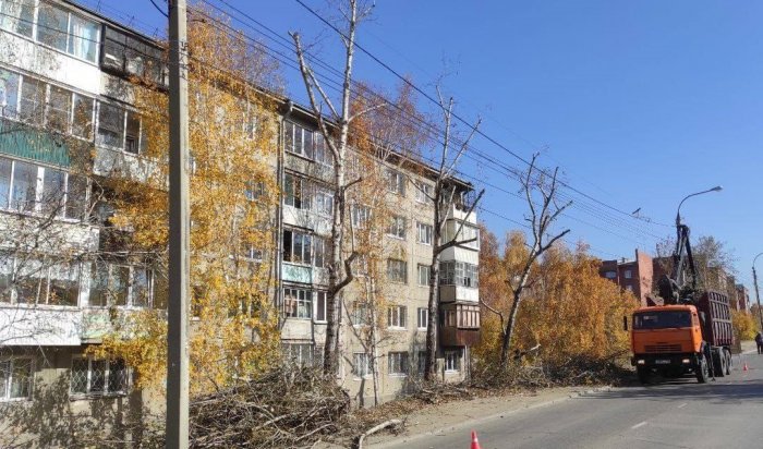В Иркутске продолжают формовочную обрезку деревьев