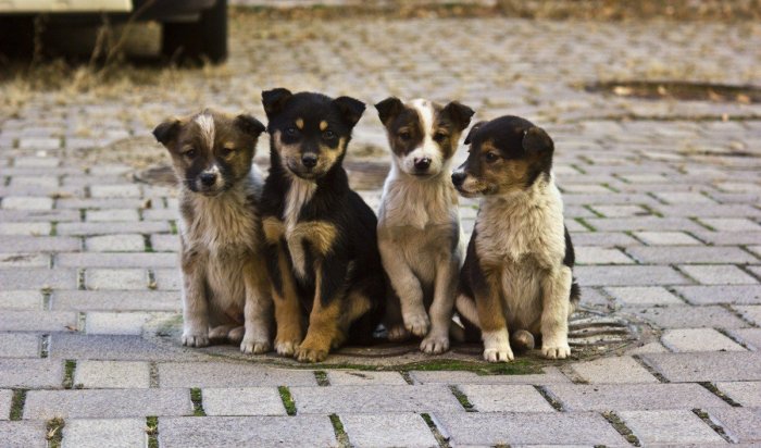 В Иркутской области формируют закон по обращению с безнадзорными животными