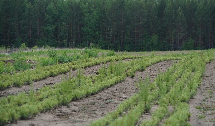 В Иркутской области высадили более 18,3 тысячи гектаров леса