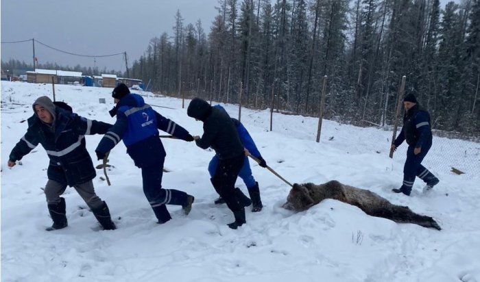 В Якутии медведь напал на рабочих на газовом месторождении