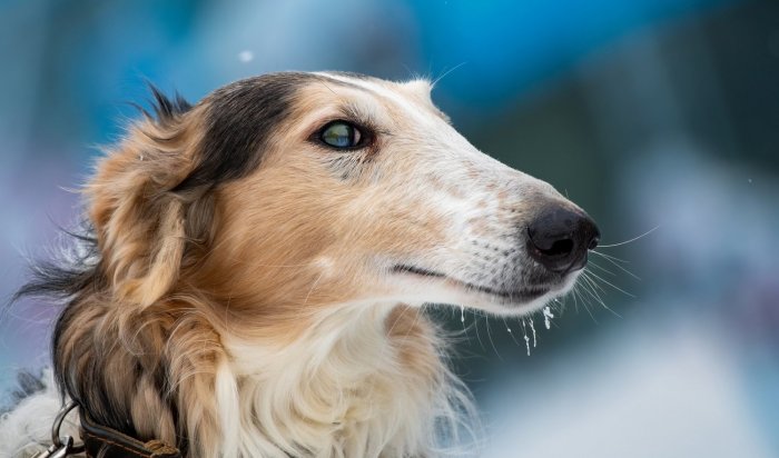 В Приангарье по новым требованиям зарегистрировали более 5 тысяч собак