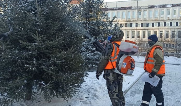 В парках и скверах Иркутска обрабатывают хвойные деревья