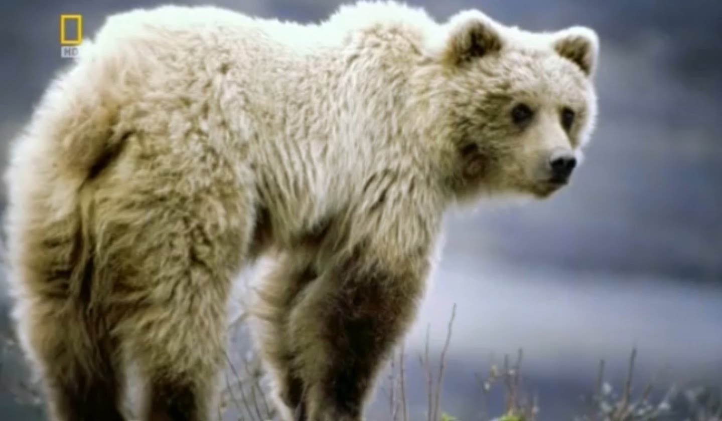 Science bear. Аномально большие животные медведь.