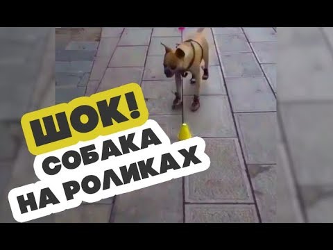 Собака на роликах и с мороженым картинка