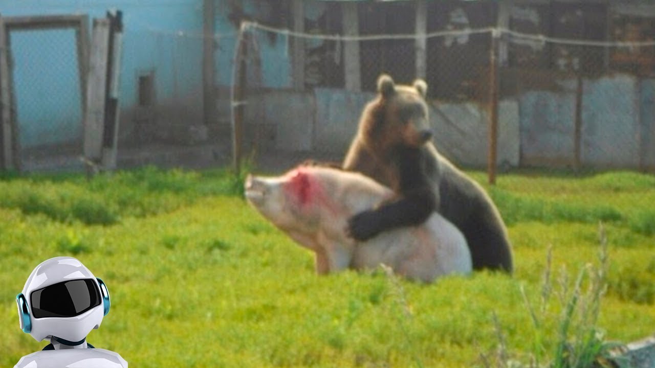 Факт нападения. Медведь напал на Свирью. Медведь и свинья. Медведь нападает на свинью.