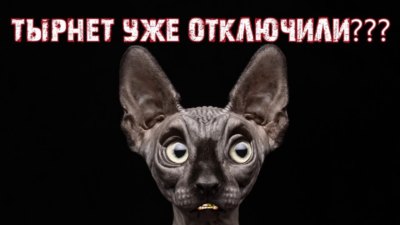 Костян кот. Кот Костян. Кот Костян последнее. Кот Костян гиф. Кот Костян фото.