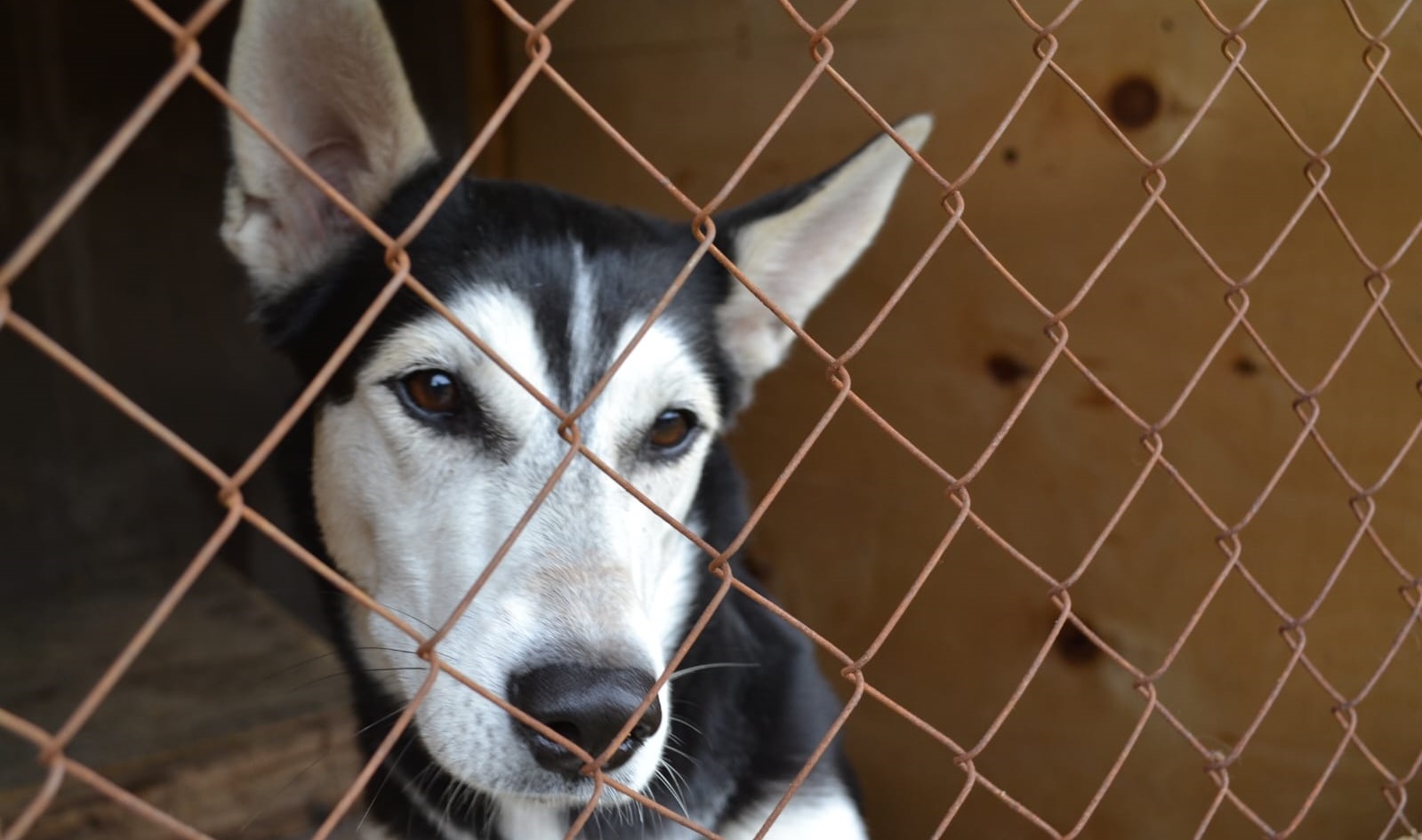 приют для животных ангарск. приют для животных ангарск. собачий приют в ялте. животные в приюте. приют для животных ангарск.