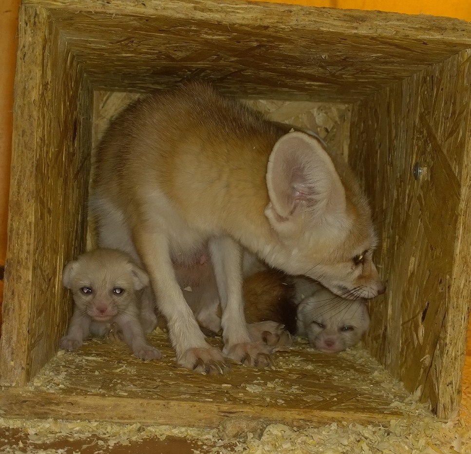 zifa