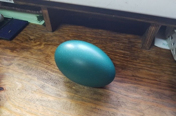 Купить яйца иркутск. Яйцо страуса эму. Потерянное яйцо Иркутск.