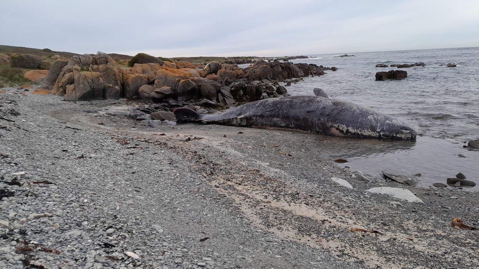 кит выбросившийся на берег
