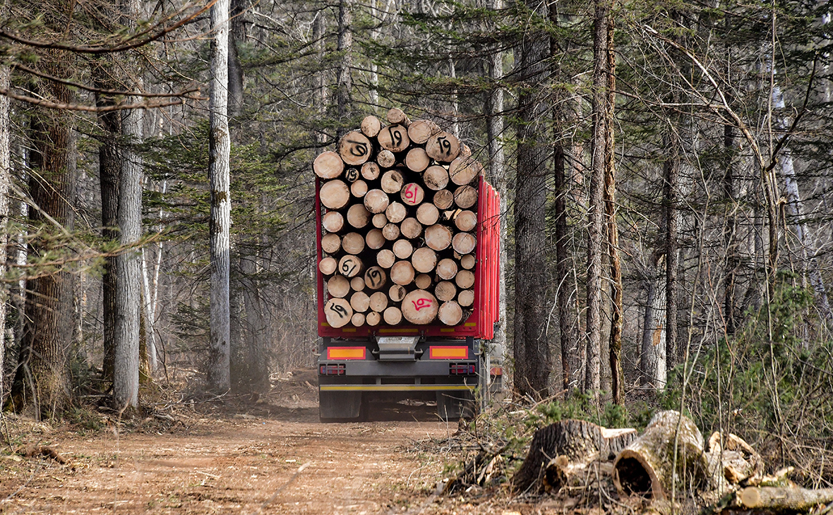 Незаконная вырубка леса